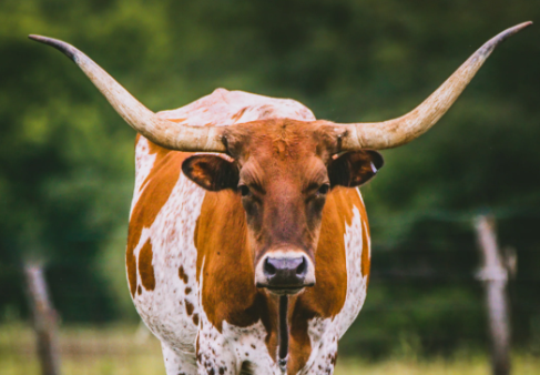 Longhorn cattle at UT Austin